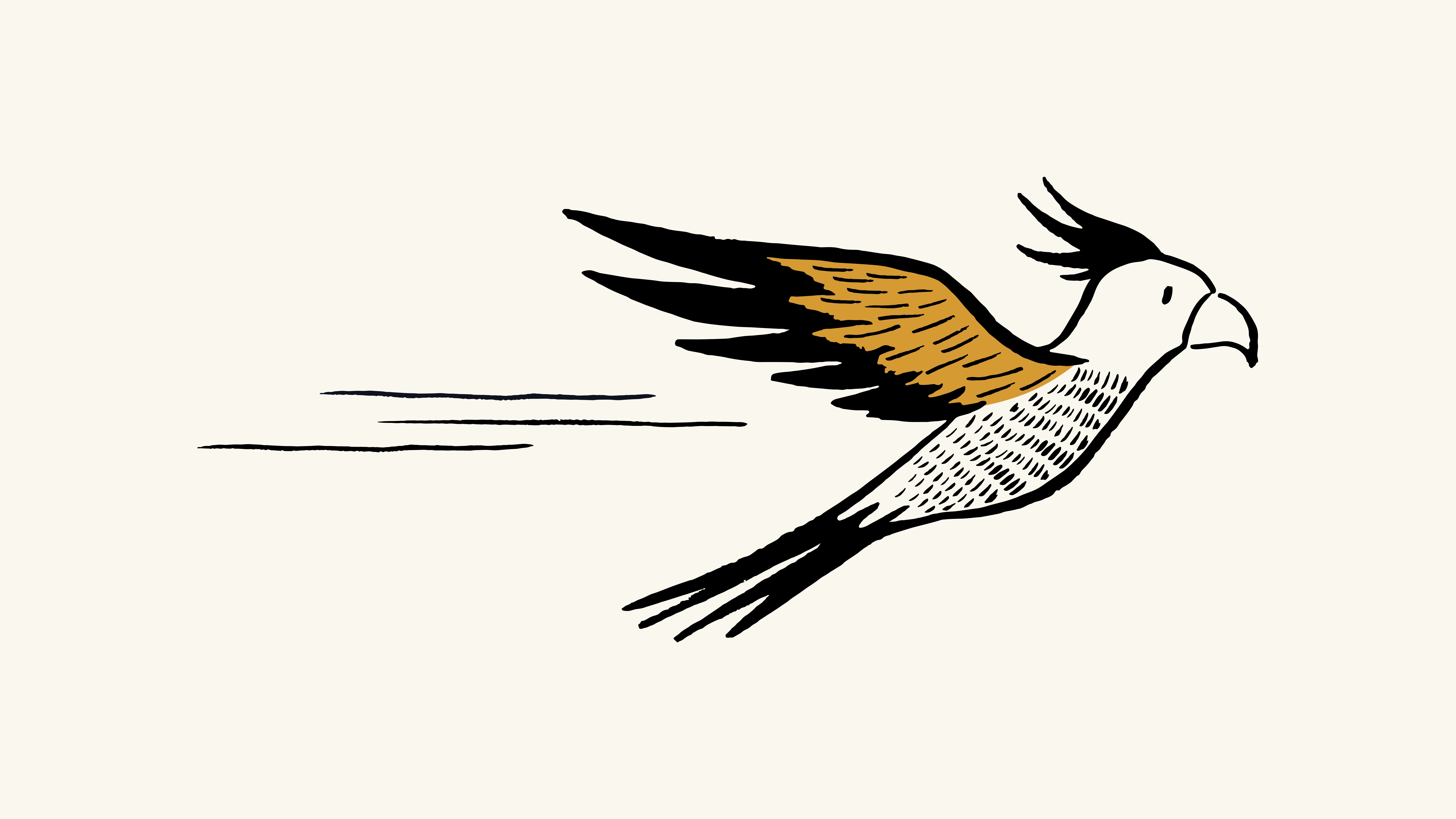 Cockatoo in flight